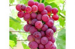 葡萄产量一般是多少 如何种植才能增产