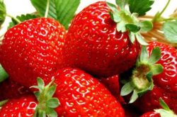 明旭草莓品种介绍及种植技术