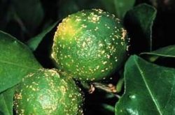 柑橘疮痂病该怎么防治？