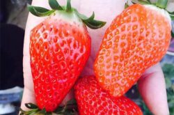 法兰地草莓品种介绍