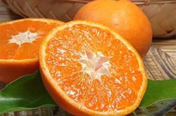 纽荷尔脐橙批发多少钱一斤