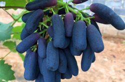 甜蜜蓝宝石葡萄的种植技巧