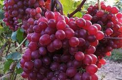 红宝石葡萄品种介绍及市场前景