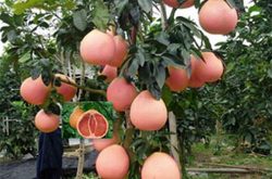 红皮红心柚品种介绍及市场分析