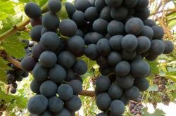 蜜光葡萄的品种优点以及种植技术