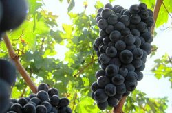 赤霞珠葡萄品种介绍及市场前景