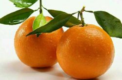 青见柑橘的品种介绍
