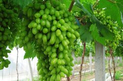 马奶葡萄多少钱一斤，怎么保存