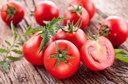西红柿种植技术要点中的四大点，让西红柿长势更好