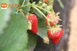 海安草莓基地草莓园图片
