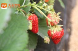 东营市草莓种植基地图片