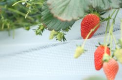 草莓生长季节是什么 种植草莓的技巧