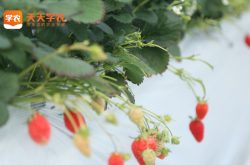 安化县草莓基地图片