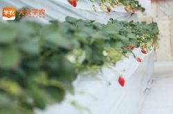 邳州草莓基地草莓园图片