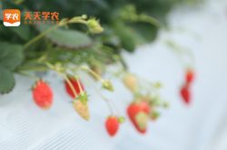 汝州草莓基地草莓园图片