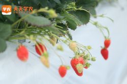 马陆草莓基地草莓园图片