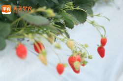 新疆草莓基地图片
