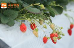 乌苏草莓基地