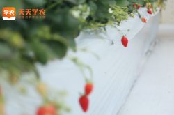淄博草莓基地草莓园图片