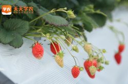 邵阳草莓基地草莓园图片
