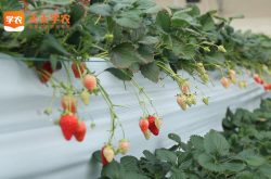 梧州草莓基地草莓园图片