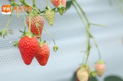 洮南草莓基地草莓园图片