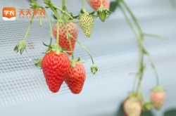 草莓如何压苗