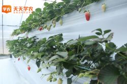 嵩县草莓基地草莓园图片