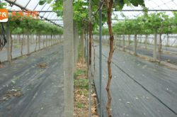 大棚葡萄种植技术