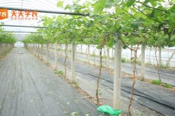 柳州葡萄种植基地