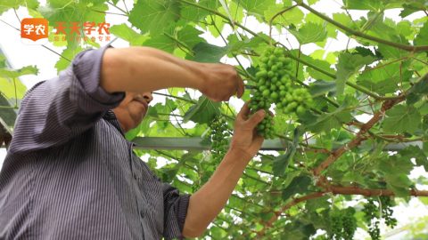春季葡萄树怎么修剪才能留芽 葡萄种植技术 天天学农