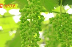 广州葡萄种植基地