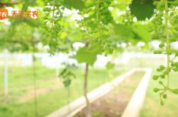 云南省保山市葡萄种植基地图片