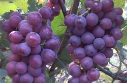 8611葡萄品种特点、栽培特点及市场前景
