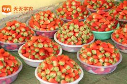 郑州草莓基地草莓园图片