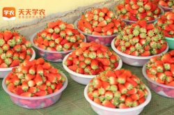 北仑草莓基地