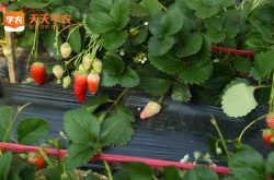 草莓苗植株选择