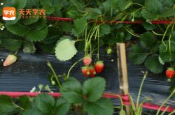 兰考草莓基地草莓园图片