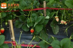 天津草莓基地草莓园图片