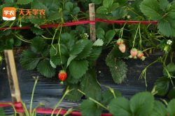 草莓苗生长缓慢