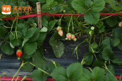 南阳草莓种植基地图片