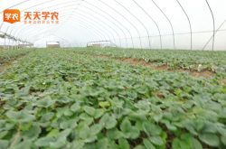 惠州草莓基地图片