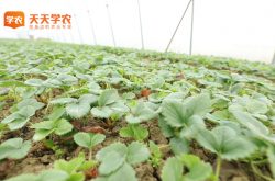 湛江草莓基地草莓园图片