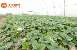 徐州草莓基地草莓园图片
