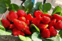 草莓种植时间几月份？