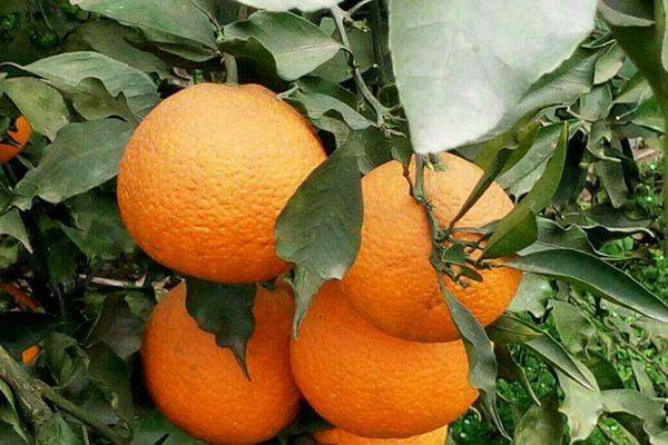 清见柑橘