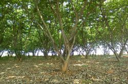 果树矮化技术是什么？为什么对果树实施矮化技术？