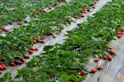 几月份种草莓最合适 遇到虫害的原因和解决方法