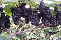秋黑葡萄有哪些特点？