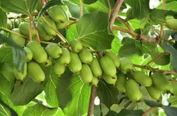 软枣猕猴桃栽培技术很简单，那有什么需要注意的吗